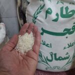 برنج فجر مجلسی